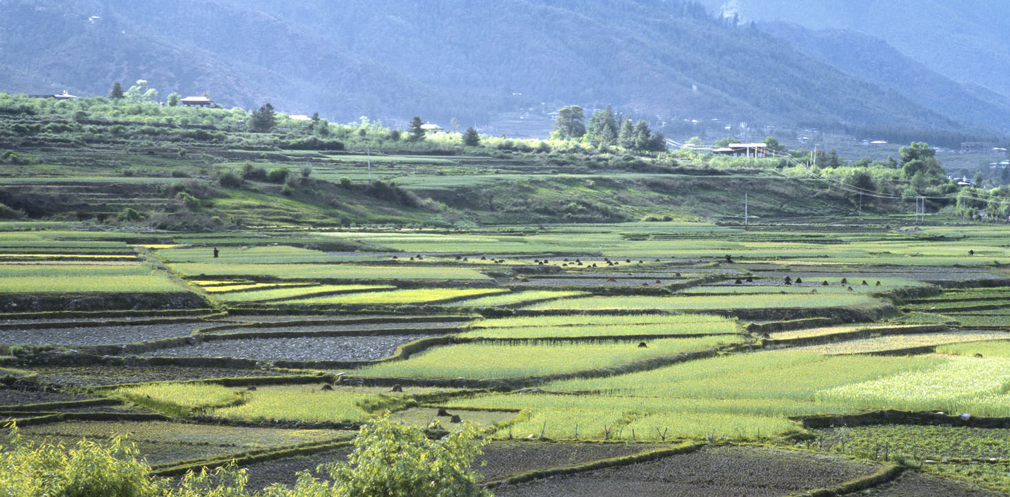 b_645l paro pano.jpg - Bhoutan - Jomolhari, entre Drukgyel Dzong et le 1er bivouac les rizières aux abords du temple sous le soleil de fin d'après-midi